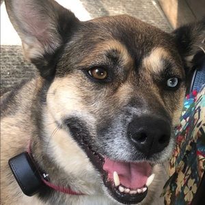 Meet your Posher, Dawn